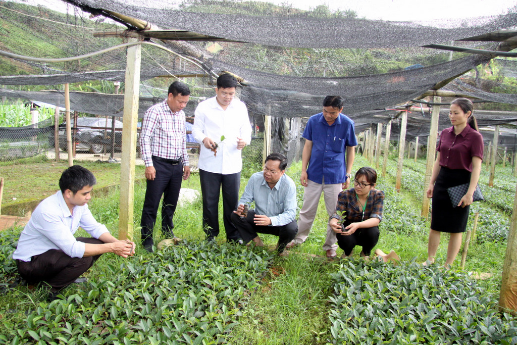 Đoàn công tác Sở KHCN và lãnh đạo huyện Than Uyên thăm vườn chè giống của Công ty TNHH Tuyền Phương (xã Mường Kim)