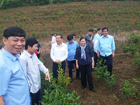 Lãnh đạo tỉnh, lãnh đạo huyện thăm, động viên Nhân dân xã Tà Hừa (Than Uyên) trồng chè