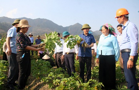 Đại biểu thăm quan diện tích trồng ngô, khoai tây, rau màu tại bản Nà Khương, xã Mường Kim