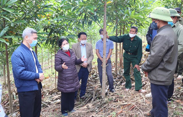 Đoàn công tác của Ban Thường vụ Tỉnh ủy thăm dự án trồng quế tại xã Nậm Chà, huyện Nậm Nhùn