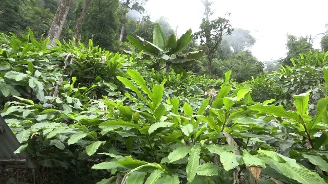 Thảo quả dưới tán rừng nguyên sinh của người dân xã vùng cao huyện Tam Đường