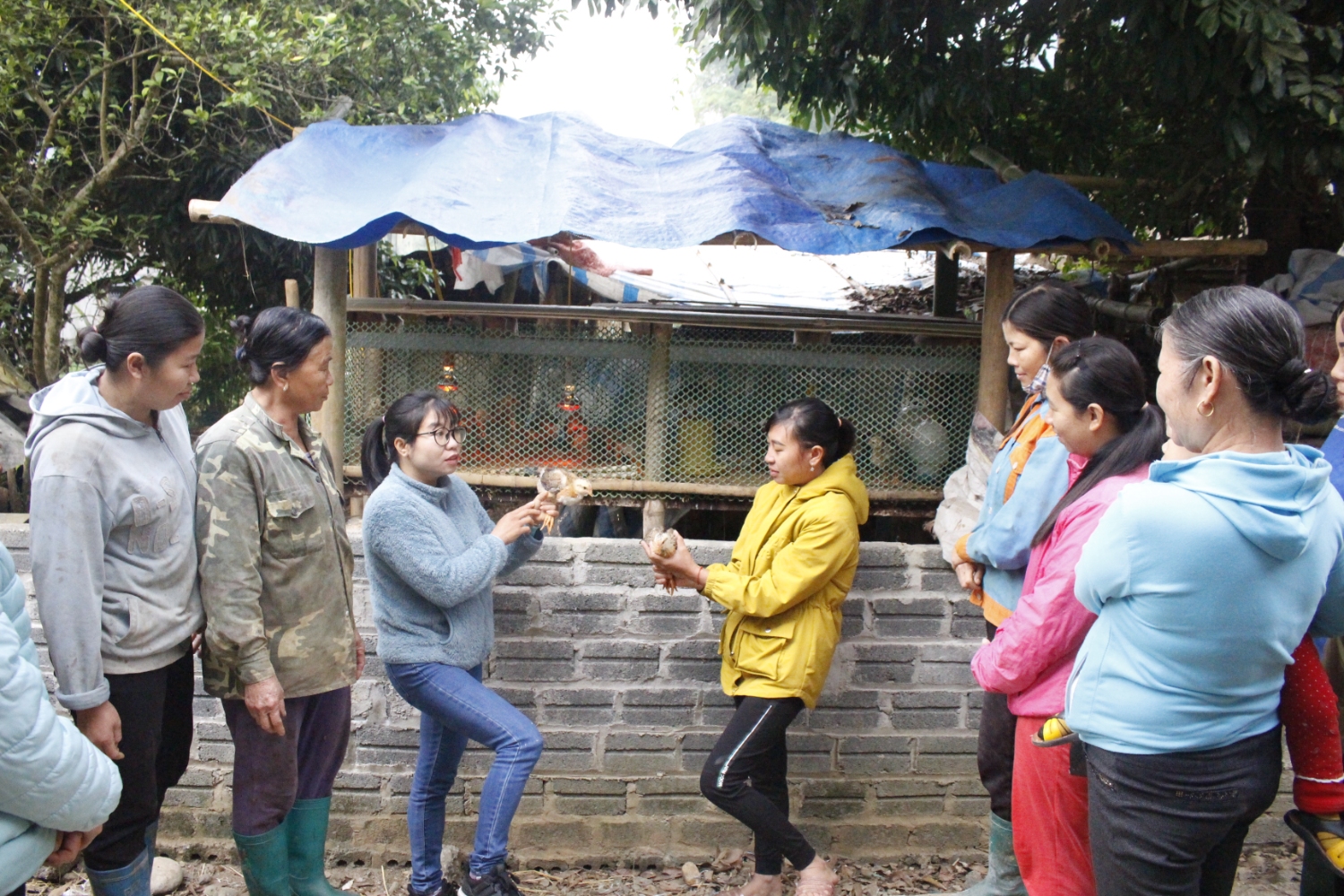 Lớp đào tạo, bồi dưỡng nâng cao kiến thức chăn nuôi gà cho lao động nông thôn ở huyện Phong Thổ