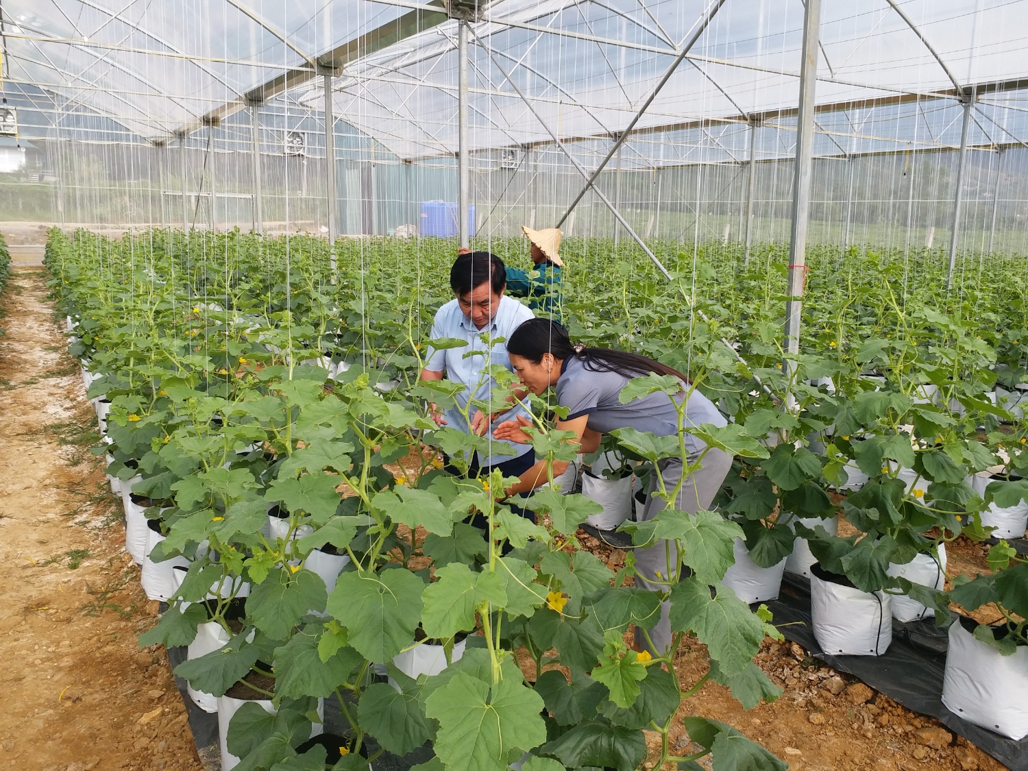 Lai Châu xuất hiện ngày càng nhiều hợp tác xã trong lĩnh vực sản xuất nông nghiệp do phụ nữ làm chủ