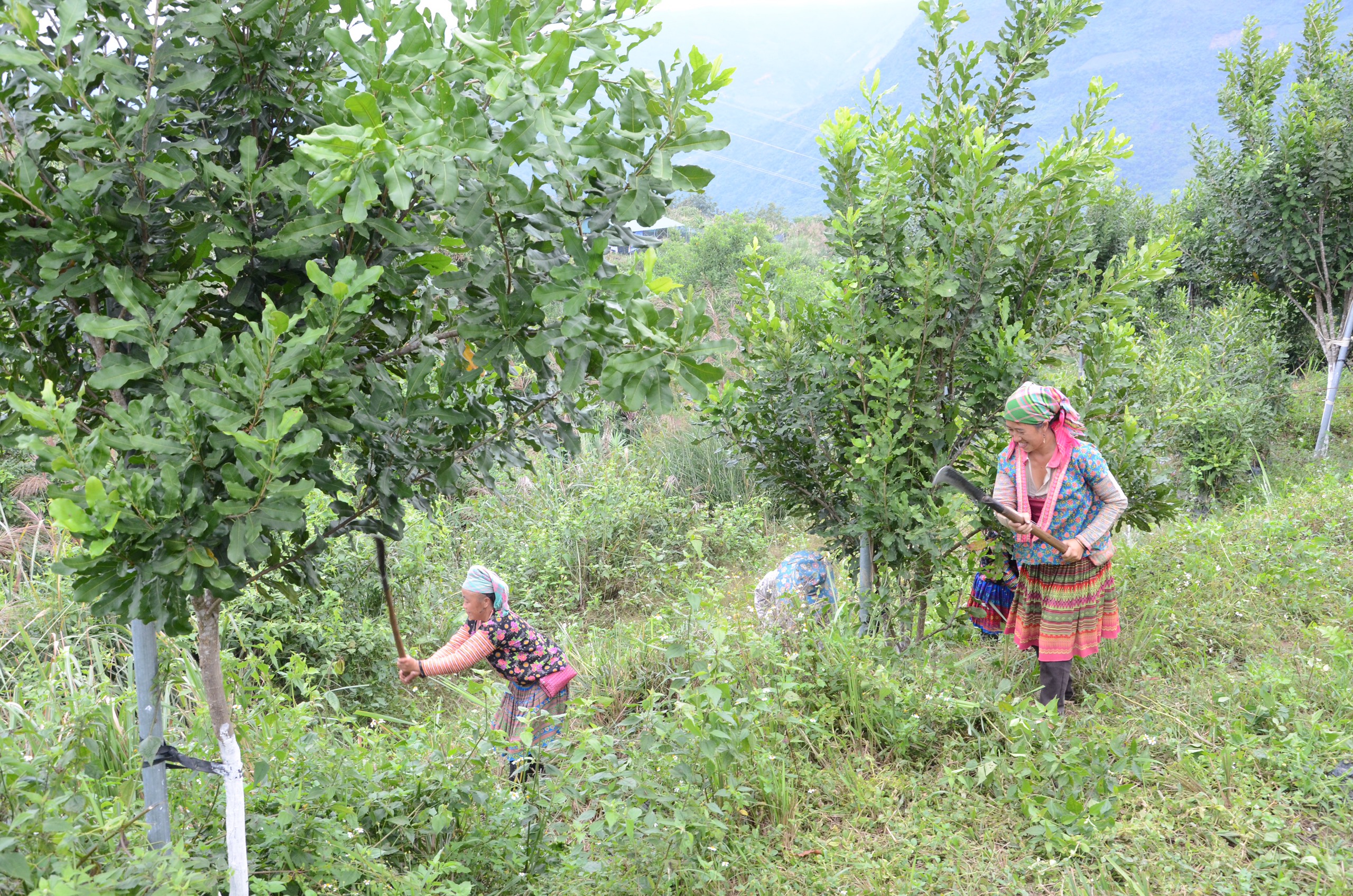Nhân dân các dân tộc trong tỉnh đã tích cực bảo vệ, trồng rừng mới