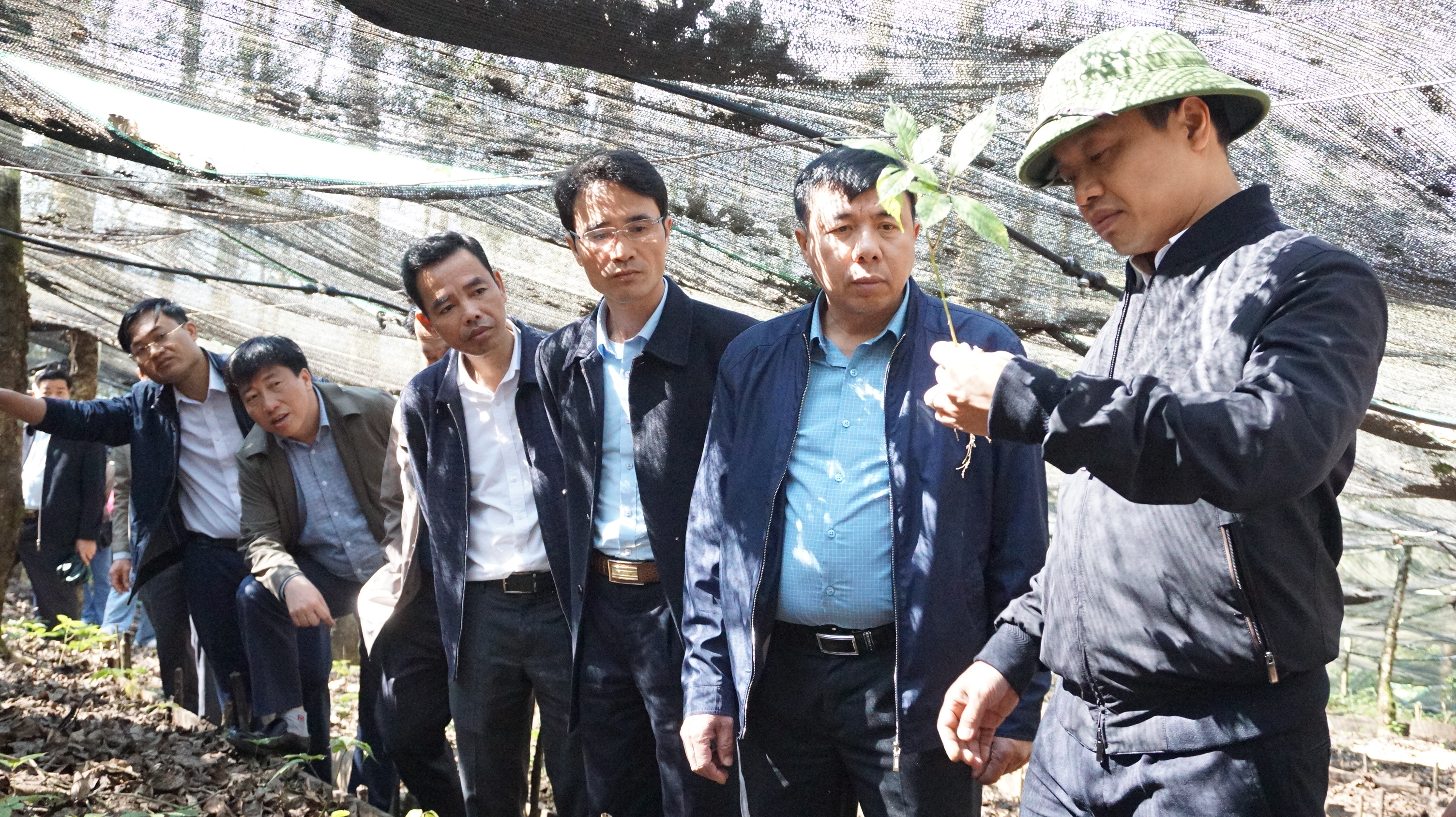 Chủ tịch UBND tỉnh Trần Tiến Dũng và Đoàn công tác thăm vùng trồng Sâm của Hợp tác xã Sâm Lai Châu ở xã Phăng Sô Lin