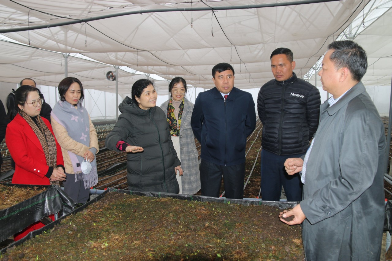 Bí thư Tỉnh ủy thăm vùng trồng sâm tại huyện Sìn Hồ