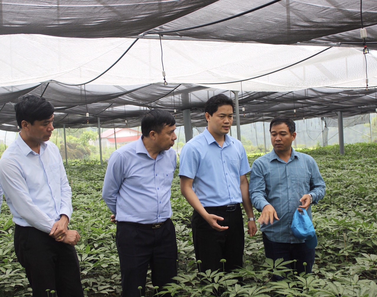 Đồng chí Vũ Mạnh Hà - Ủy viên dự khuyết Trung ương Đảng, Phó Bí thư Tỉnh ủy thăm vườn Sâm của Công ty Cổ phân Sao Thái Minh
