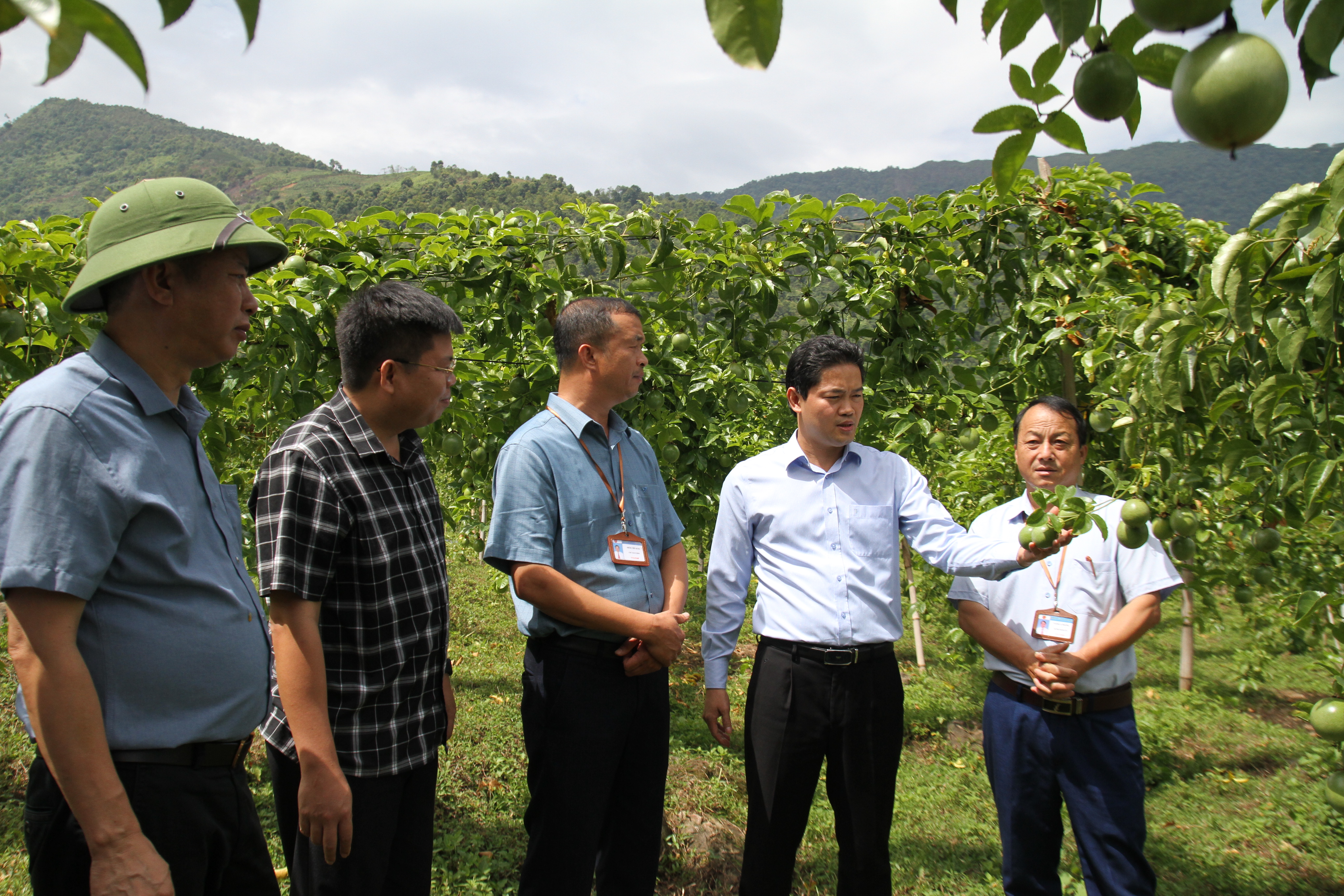 Đồng chí Vũ Mạnh Hà - Ủy viên dự khuyết Trung ương Đảng, Phó Bí thư Tỉnh ủy thăm mô hình trồng chanh leo của bà con bản Pá Liềng, xã Tà Mung