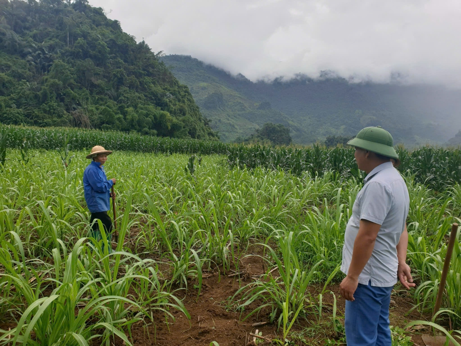 Người dân xã Bản Giang chăm sóc cây mía