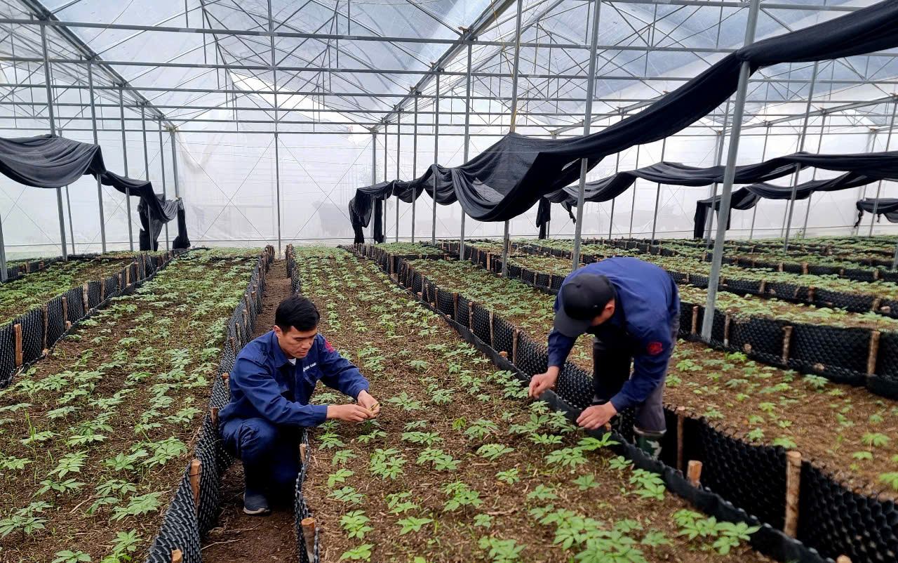 Công nhân công ty Sâm Pisilung chăm sóc vườn sâm Lai Châu