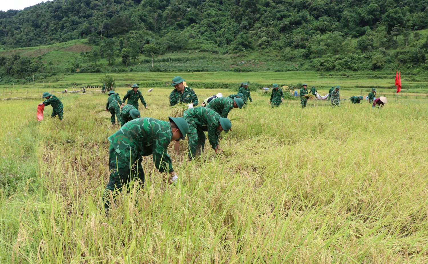 Cán bộ, chiến sĩ Bộ Chỉ huy Quân sự tỉnh giúp dân thu hoạch lúa