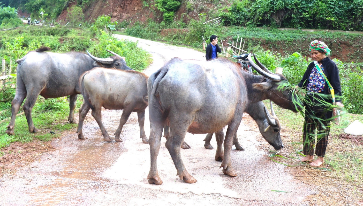 Người dân xã Nậm Cuổi phát triển chăn nuôi nuôi nâng cao thu nhập