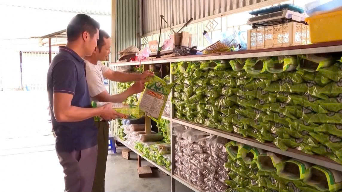 Chất lượng, mẫu mã sản phẩm Miến dong Bình Lư ngày càng được nâng cao