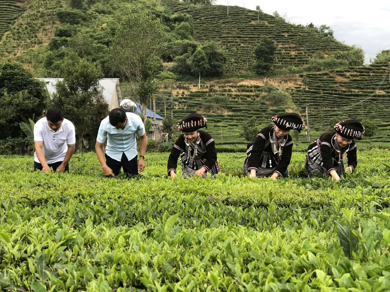 Cây chè giúp người dân xã Mường Khoa phát triển kinh tế mang lại nguồn thu ổn định