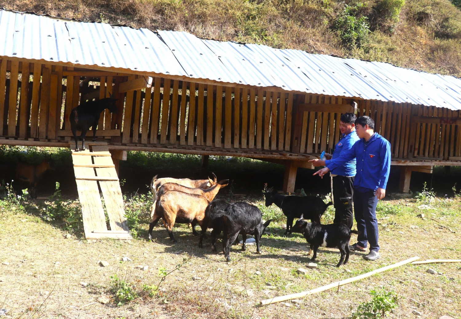 Mô hình phát triển chăn nuôi mang lại hiệu quả kinh tế cao