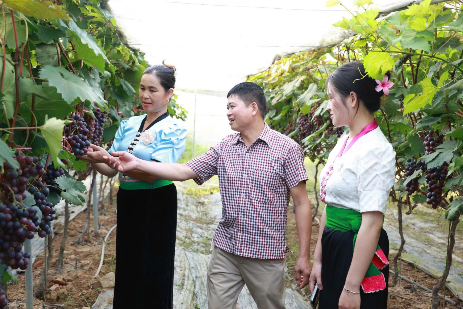 Nông dân Lai Châu đã tích cực ứng dụng khoa học và công nghệ vào sản xuất nâng cao giá trị sản phẩm nông nghiệp