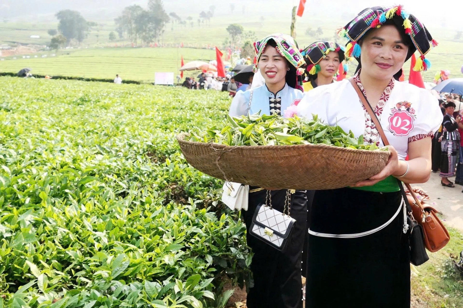 Lai Châu đã hình thành các vùng trồng chè chất lượng cao, mang lại hiệu quả kinh tế cho người nông dân trồng chè