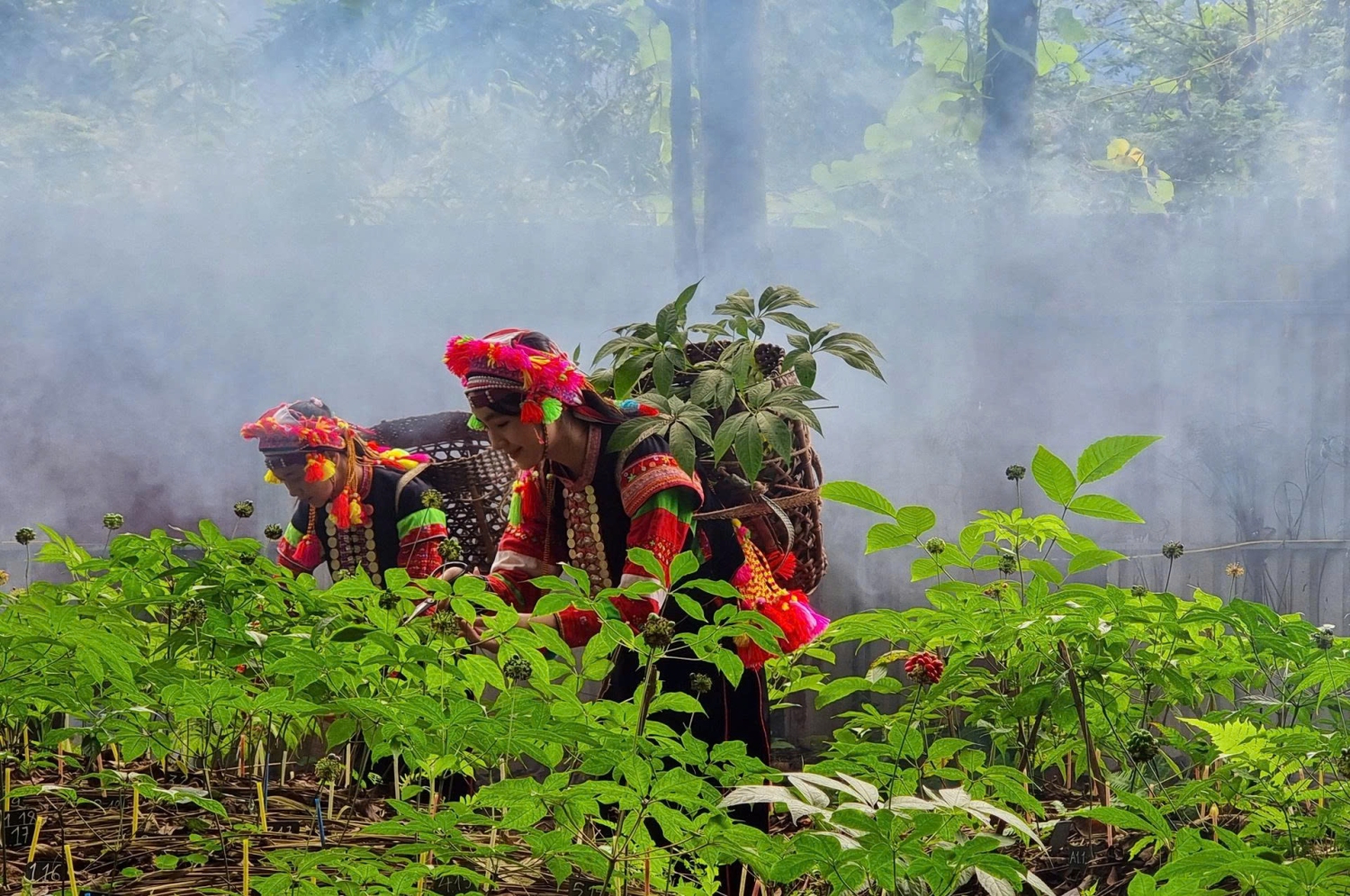 Tỉnh Lai Châu khai thác tốt tiềm năng lợi thế thu hút các doanh nghiệp đầu tư tại tỉnh, nhất là trong lĩnh vực nông nghiệp