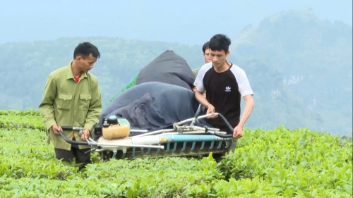 Nâng cao chất lượng, giá trị vùng chè tập trung gắn với chế biến và tiêu thụ sản phẩm