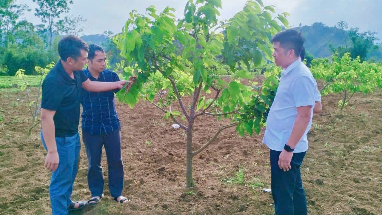 Đồng chí Đỗ Đình Định – Phó Bí thư Đảng ủy, Chủ tịch UBND tuyên truyền, vận động người dân phát triển mô hình trồng sâm nữ hoàng, hồng sâm xen canh với cây ăn quả tại bản Tân Bắc