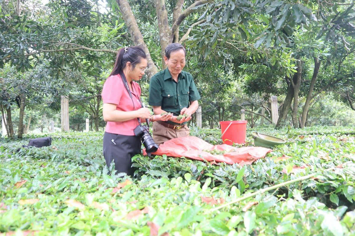 Mô hình trồng xen canh chè và mắc-ca giúp gia đình Cựu chiến binh Nguyễn Xuân Cát, xã Tân Uyên mang lại hiệu quả kinh tế cao